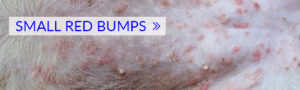 Pictures of 22 Common Dog Skin Problems [with Vet Info]