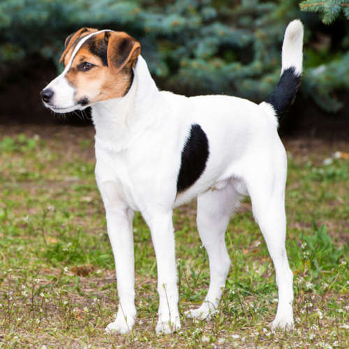 Smooth Fox Terrier in a park