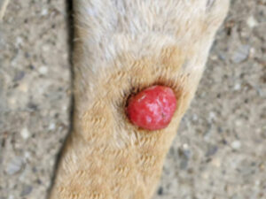 is melanoma painful for dogs