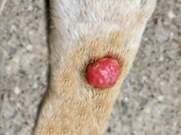 squamous cell carcinoma on a dog's leg or paw