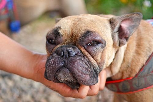 Dogs with grain clearance allergies