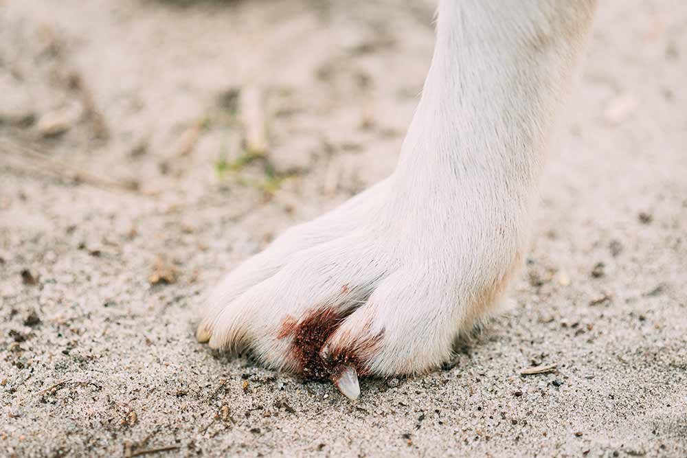 how do you treat a dogs infected nail