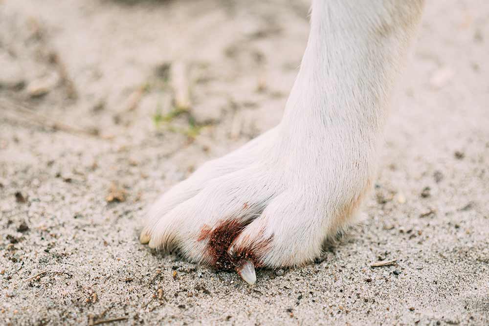 dog-paw-infections-and-issues-pictures-vet-advice