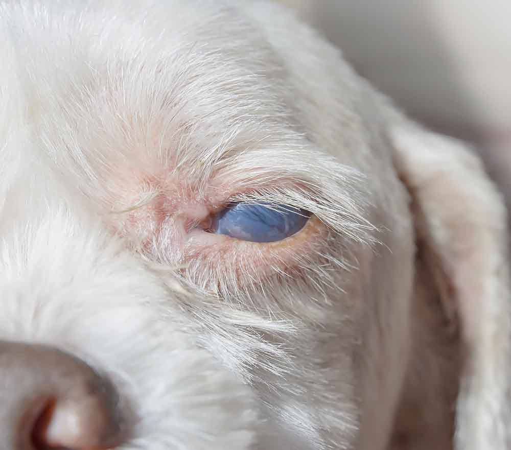 how do you treat eye mites in dogs