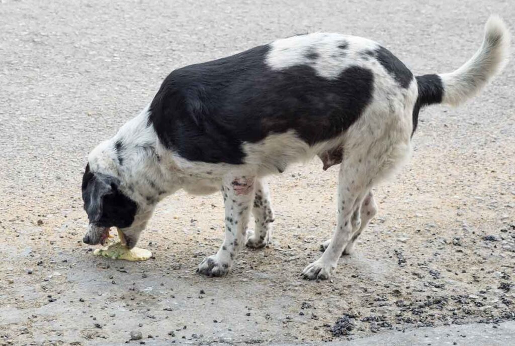 do dogs throw up when too hot