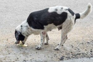 Dog Who Vomits and Has Diarrhea? Our Vet Shares 4 Tips