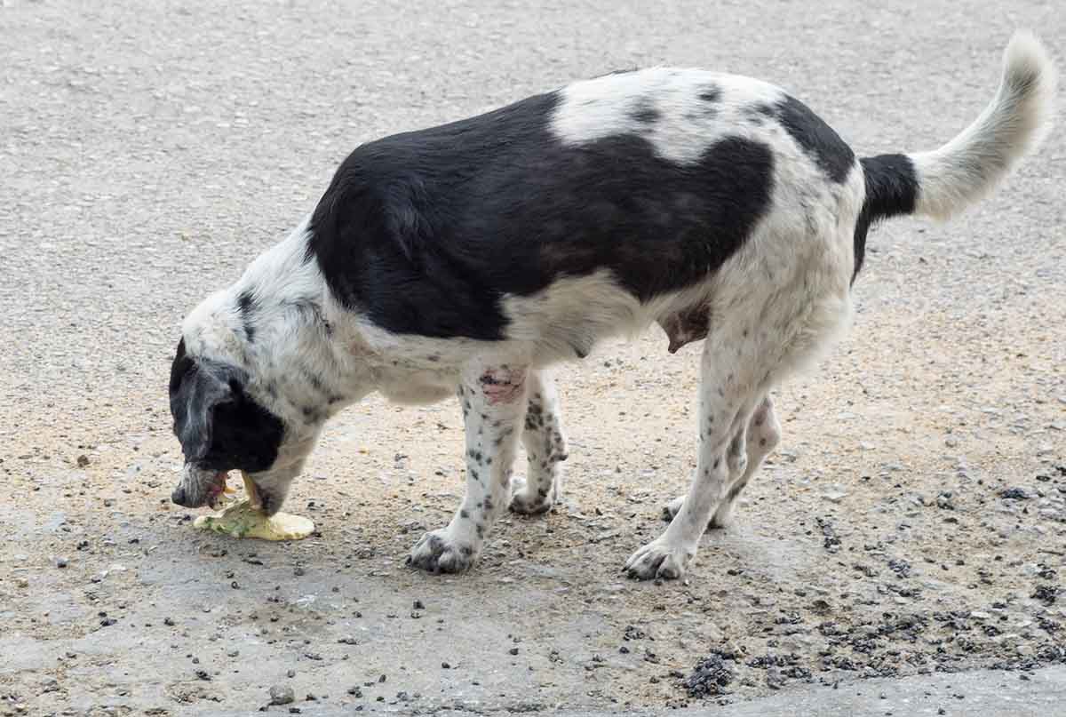 do dogs always have diarrhea with parvo