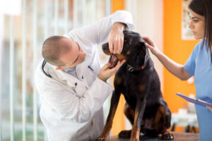 Pictures of Melanomas on Dogs