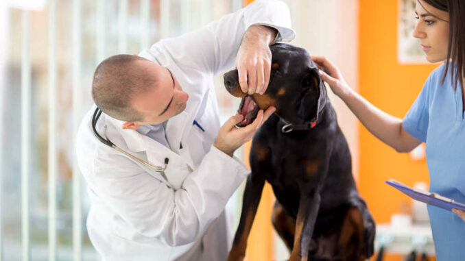 Veterinarian checking mouth of sick Great Done dog in vet clinic