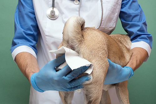 vet cleaning a dog's impacted anal glands (with gloves)