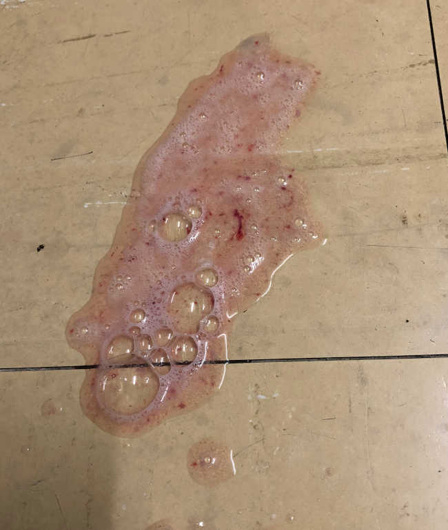 Small amounts of red blood mixed with phlegm in dog or cat vomit