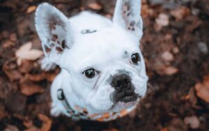 Why is Your Senior Dog Suddenly Grumpy or Bad-Tempered?