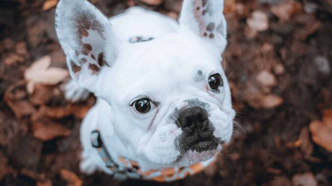 white bulldog