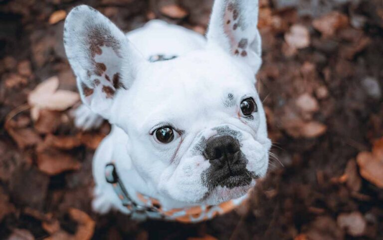 Why is Your Senior Dog Suddenly Grumpy or Bad-Tempered?