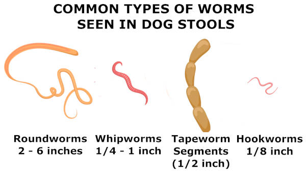drawing showing the worms that are most frequently seen in dog poop (dog stools)