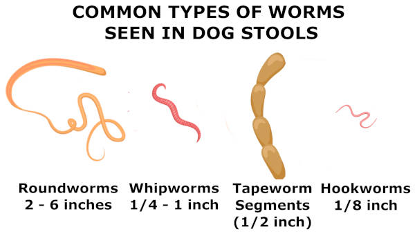 tapeworm segments in human stool