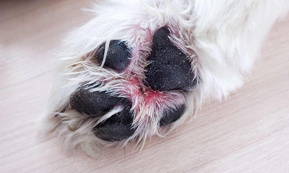 can you use coconut oil on dog paws
