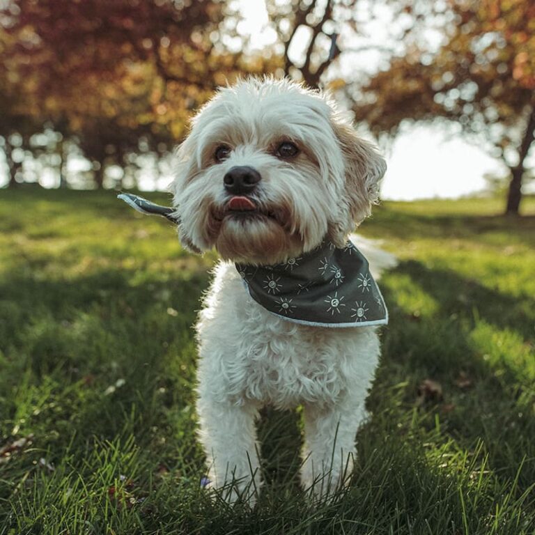 Is Yorkshire Terrier a Good Breed for Seniors and Retirees?