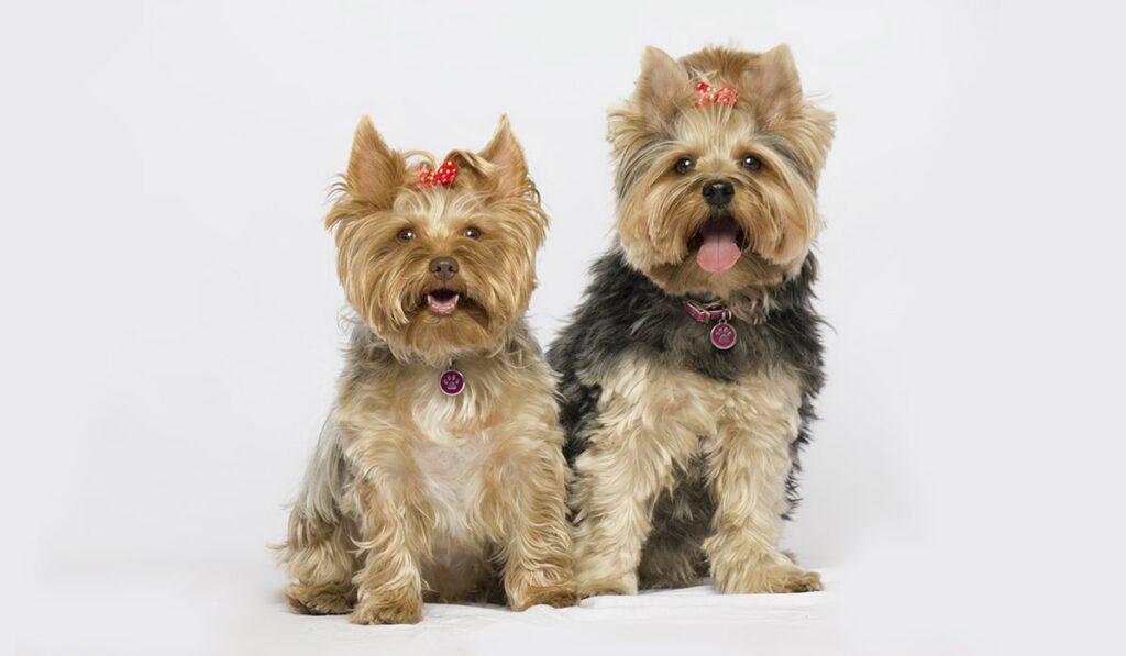 Best Dog Breeds for Seniors Living in Apartments Senior Tail Waggers