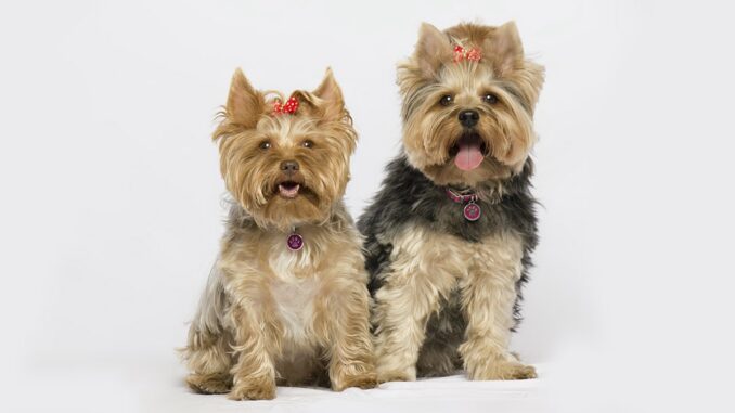 Yorkshire Terrier