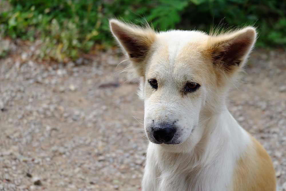 What snake bites look like on dogs [with pictures]