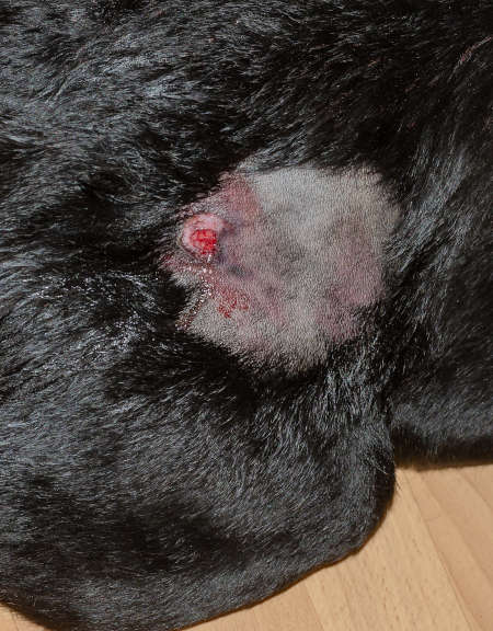 abscess on a dog