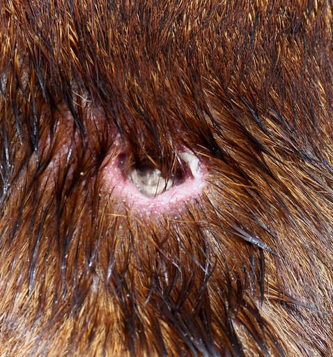 abscess lump filled with fluid / pus on a dog