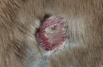 image showing an abscess on dog