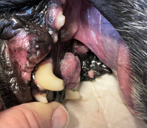 Acanthomatous ameloblastoma tumor in dog's mouth