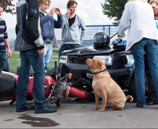 dog witness to a road accident