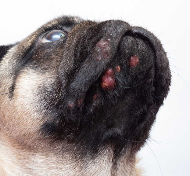 Bumps On Dogs Skin Back Head Chin Face And Nose Treat - vrogue.co