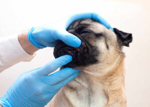 Pictures Of Dog Acne and Pimples: A Vet Explains What to Do