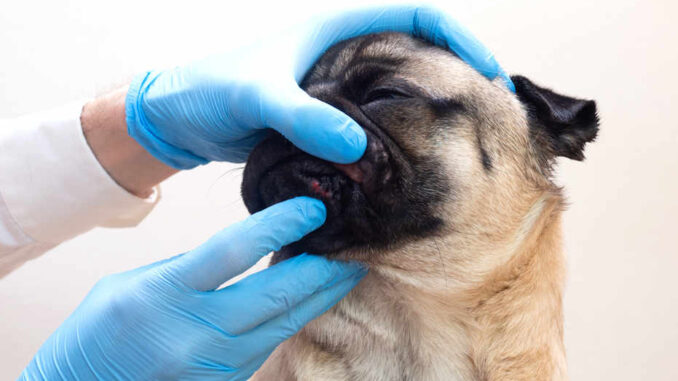 vet inspecting acne or pimples on a dog's chin