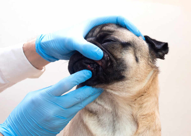 Pictures Of Dog Acne and Pimples: A Vet Explains What to Do