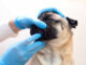 vet inspecting acne or pimples on a dog's chin