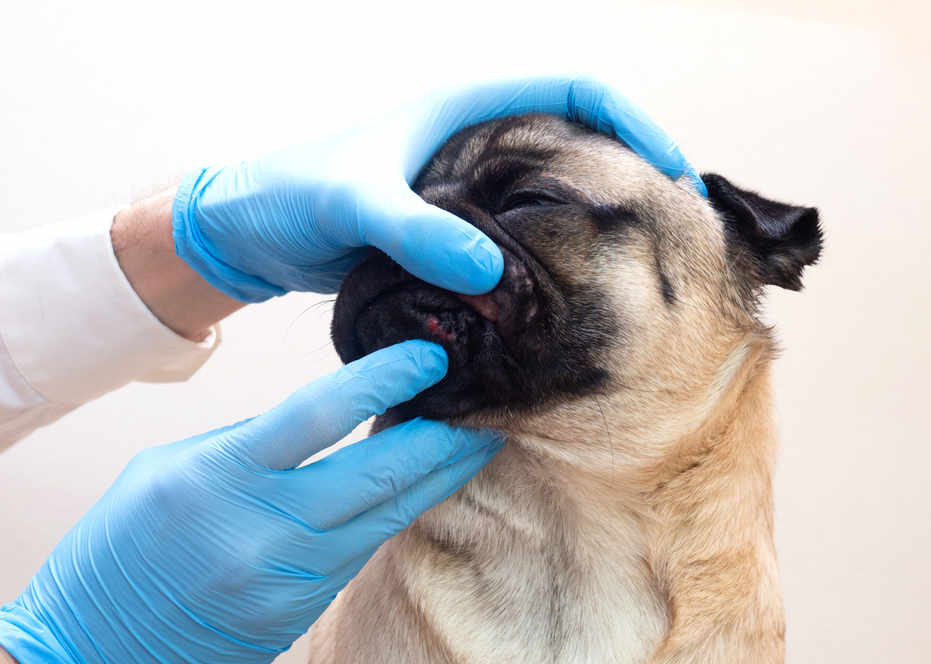 should you pop a dogs pimple