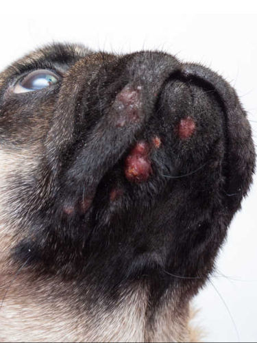 closeup of acne on a pug's head and chin