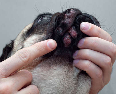 dog with acne on the lips and chin