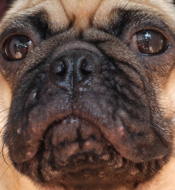 closeup of acne on a pug's face