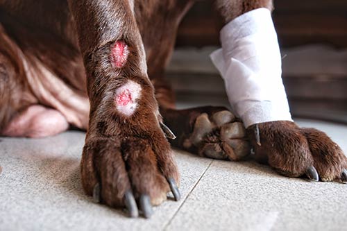 Lick granuloma on a dog's leg with 2 sores