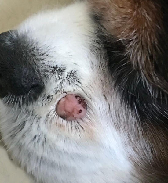 Sebaceous adenoma near a dog's nose