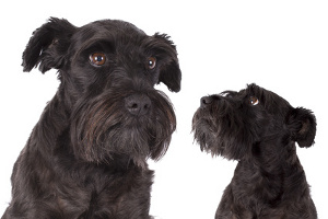 Adult Schnauzer and puppy