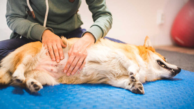 exam of a corgi's belly with hands