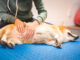 exam of a corgi's belly with hands