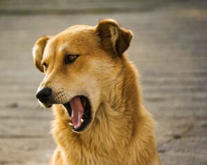 Help: My Dog is Coughing in the Morning [Vet Advice]