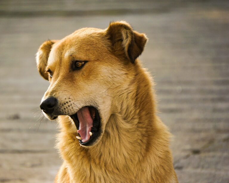 Help: My Dog is Coughing in the Morning [Vet Advice]