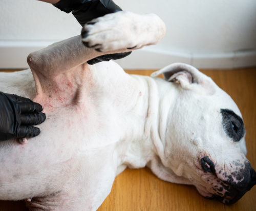 red and inflamed area of skin with missing fur, as a result of an allergic reaction
