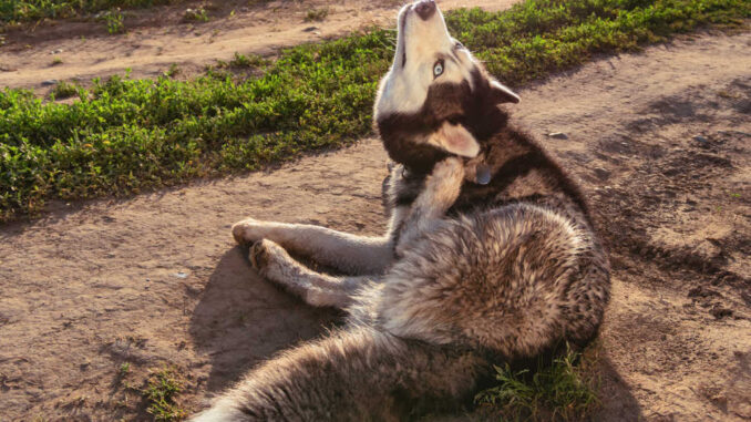 Siberian husky with allergies in a field scratching himself