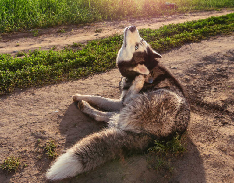 Are Dog Ear Infections Contagious? Our Vet Explains
