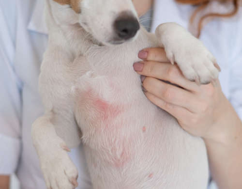 dog with allergic reaction on the belly in the form of a red rash